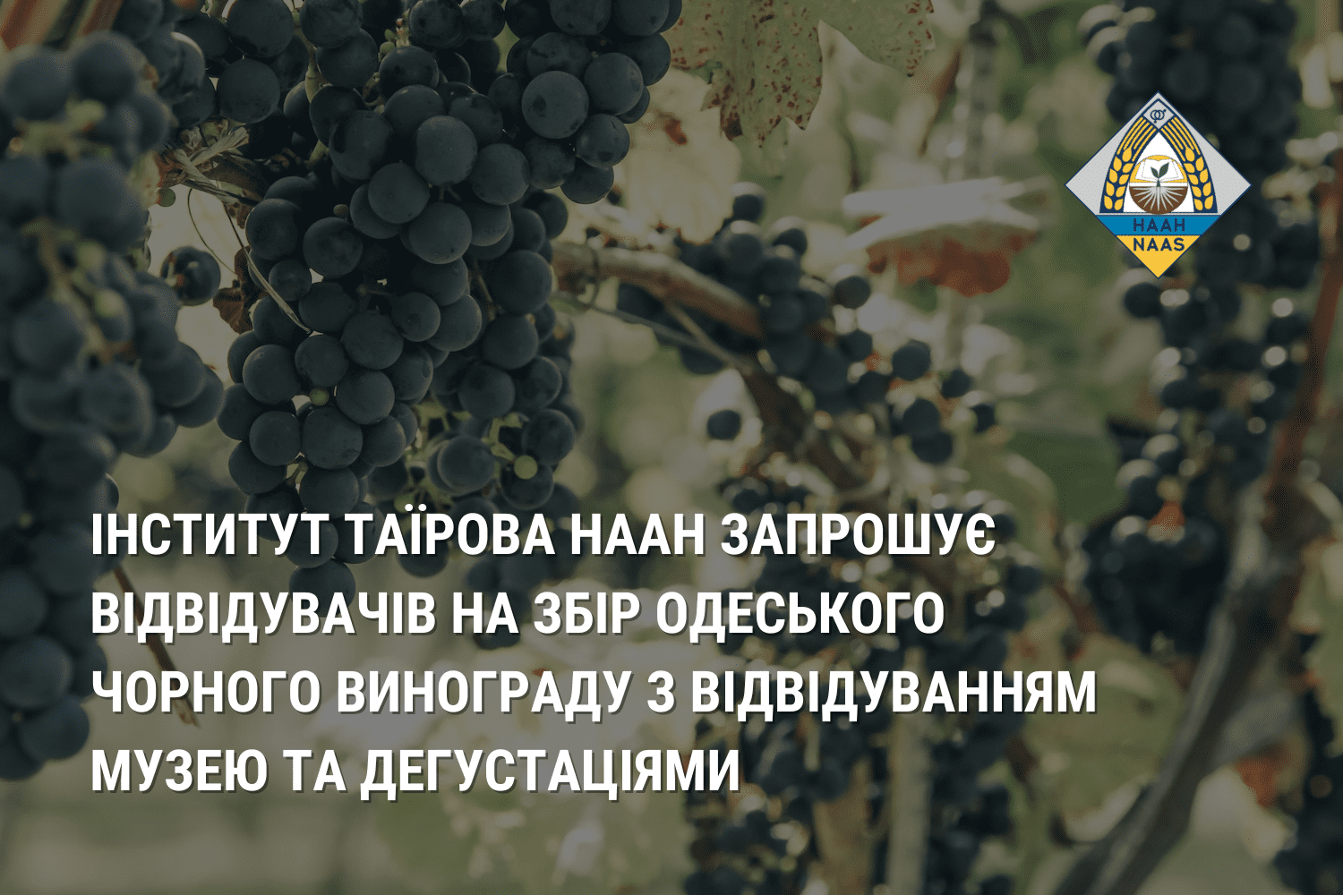 Інститут Таїрова НААН запрошує відвідувачів на збір Одеського Чорного винограду з відвідуванням музею та дегустаціями